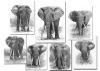 "Tsavo's Magnificent 7"