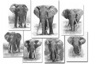 "Tsavo's Magnificent 7"