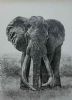 "Tsavo's Magnificent 7 Satao"