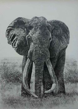 "Tsavo's Magnificent 7 Satao"