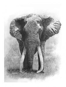 "Tsavo's magnificent 7, SA-2 SATAO 2"
