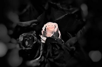 "Beautiful"