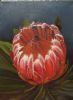 "Protea with Leaves"