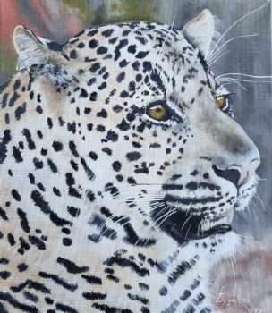 "Leopard in Shamwari"