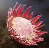 "King Protea"