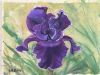 "Dutch Iris"