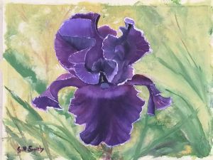 "Dutch Iris"