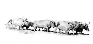 "Mbotyi Working Oxen"