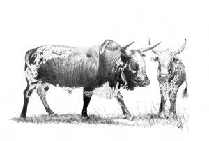 "Nguni"