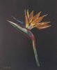 "Strelitzia"