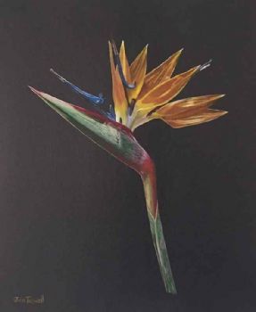 "Strelitzia"