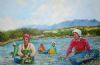 "Waterblommetjie Pickers"