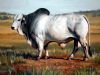 "Brahman Bull BHH 0409"