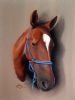 "Nemo Polo Pony"