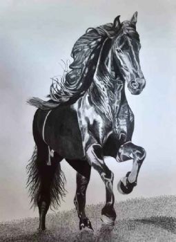 "Black Beauty"