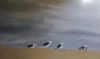 "Seagulls Resting"