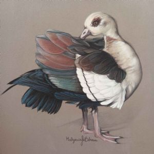 "Egyptian Goose"