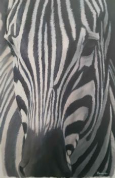 "Zebra Collection Nr 1"
