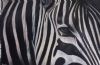 "Zebra Collection No 4"