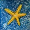 "Yellow Starfish "