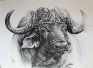 "Cape Buffalo "