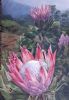 "Protea Landscape "