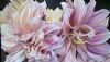 "Dahlia Pair"