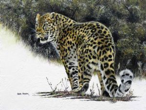 "Amur Leopard"