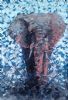 "Portrait of an African Elephant "