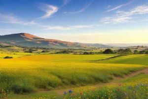"Free State"