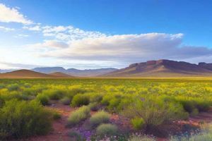 "Karoo"