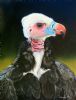 "White Headed Vulture"