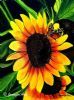 "The Sunflower & Butterfly"