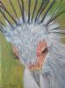 "Secretary Bird"