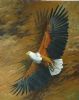 "African Fish Eagle - Soaring Wonder"