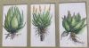 "The Aloes"