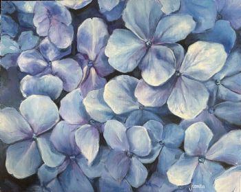 "Hydrangea 1"