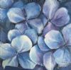 "Hydrangea 2"