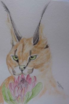 "Cape Caracal"