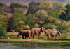 "Elephants, Crocodile River Near Malelane"