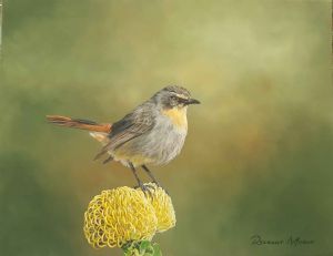 "Cape Robin Chat"