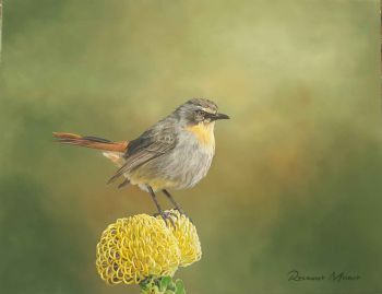 "Cape Robin Chat"