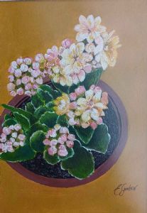 "Kalanchoe"