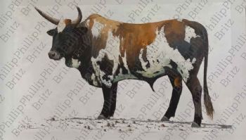 "Nguni Bull"