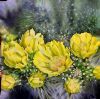 "Burst of Yellow"