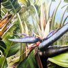 "Strelitzia Nicolai"