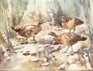 "Crested Francolin"