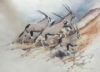 "Running Gemsbok x 3"