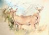 "Kudu Does x 3"