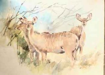 "Kudu Does x 3"